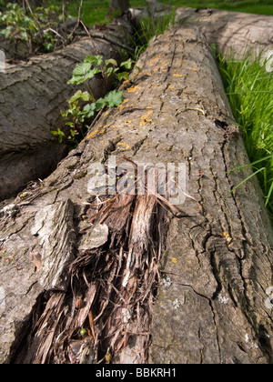 Sfondo di registri sovrapposti Foto Stock