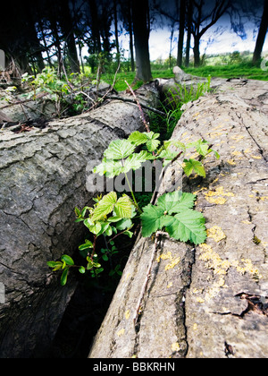 Sfondo di registri sovrapposti Foto Stock