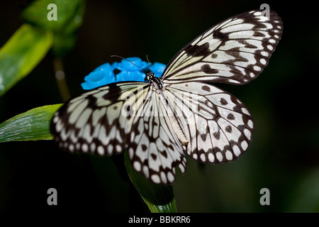 Bianco e nero butterfly Foto Stock