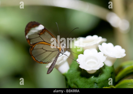 Anta vetro butterfly (Greta oto) Foto Stock