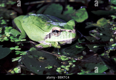 Stripeless Raganella;adulto seduto sulla vegetazione in un piccolo stagno; Foto Stock