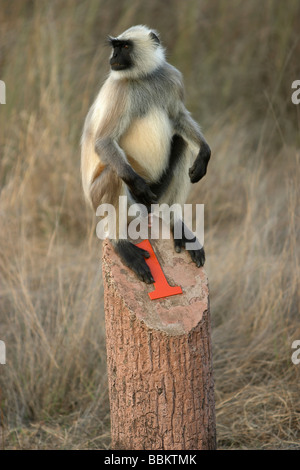 Langur comune, Semnopitheaus entellus, Parco Nazionale di Kanha, Madhya Pradesh, India. Foto Stock