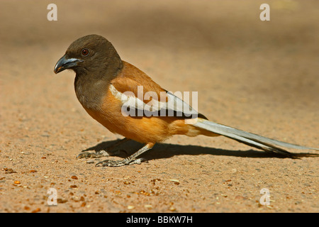 Rufous Treepie, Dendricitta vegadunda, il parco nazionale di Ranthambore, Rajasthan, India. Foto Stock