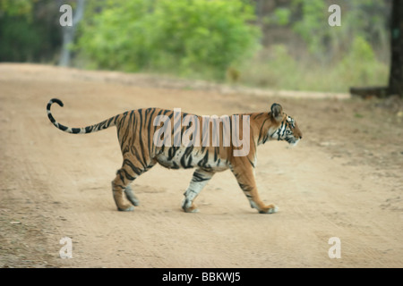 Tiger Cub Panthera tigri, Bandhavgarh National Park, Madhya Pradesh, India. Foto Stock