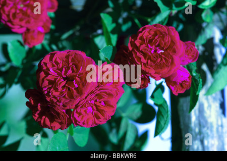 Gruppo di fiori di rosa "Chevy Chase; Foto Stock