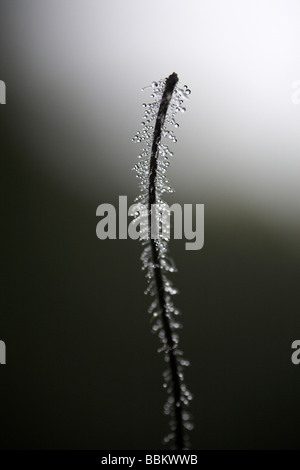 Ragnatela con rugiada di mattina su un impianto, Eyachtal valley, Baden-Wuerttemberg, Germania Foto Stock