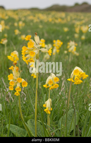 Prato pieno di golden cowslips. Foto Stock