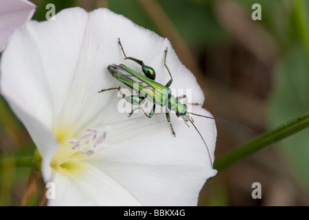Oedemera nobilis beetle su un Convolvulus fiore Foto Stock