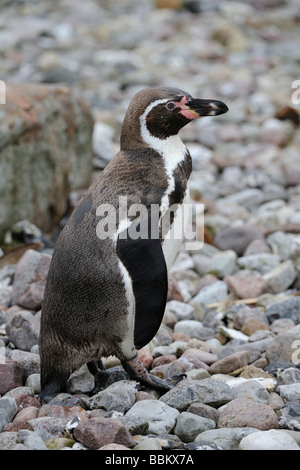 Pinguini Humboldt (Spheniscus Humboldti) Foto Stock