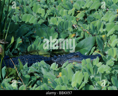 American Alligator Alligator mississipiensis giovani in acqua la lattuga Pistia Stratiotes cavatappi palude Santuario Florida USA Foto Stock