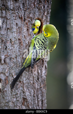 Coppia di cocorite (Melopsittacus undulatus) in colori naturali, al foro di nesting, Australia Foto Stock