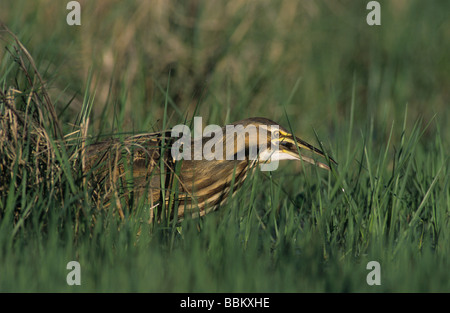 American tarabuso Botaurus lentiginosus saldatore per adulti Wildlife Refuge Sinton Texas USA Marzo 2005 Foto Stock