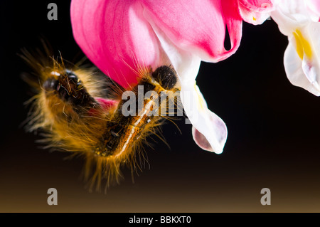 Inquadratura ravvicinata di un bruco su un fiore rosa Foto Stock