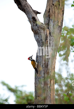 Un picchio atterra su un albero in Bandhavgarh National Park in Madhya Pradesh, India. Foto Stock