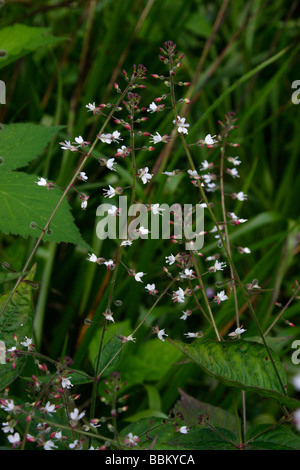 Incantatore s nightshade Circaea lutetiana Onagraceae nel bosco REGNO UNITO Foto Stock