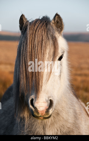 Una montagna di Welsh pony presso il Parco Nazionale di Brecon Beacons Galles. Questi pony selvaggi vagano in montagna. Foto Stock