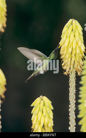 Antillean Mango Anthracothorax dominicus alimentazione maschio su Agave blossom Bosque Estatal de Guanica Puerto Rico USA Foto Stock