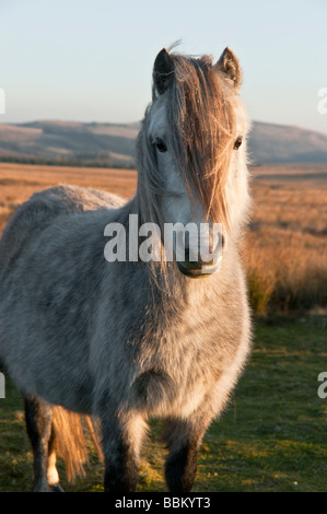 Una montagna di Welsh pony presso il Parco Nazionale di Brecon Beacons Galles. Questi pony selvaggi vagano in montagna. Foto Stock