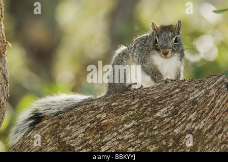 Arizona Gray Squirrel Sciurus arizonensis adulto Madera Canyon Arizona USA Maggio 2005 Foto Stock