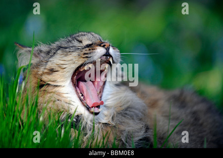 Sbadigliare gatto di casa giacente in un prato Foto Stock