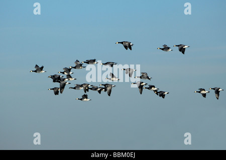 Barnacle Goose (Branta leucopsis), stormo di uccelli, battenti Foto Stock