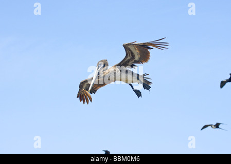 Immaturo Brown Pelican in volo. Foto Stock