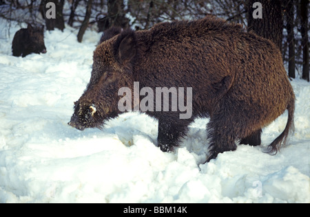 Mammiferi;Cinghiale;'Snoi scrofa';maschio adulto nella neve profonda;in corrispondenza del bordo della foresta; Foto Stock