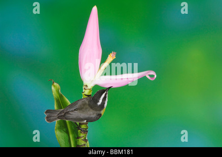 Bananaquit Coereba flaveola adulto su ornamentali in piante di banana flower Musa velutina Valle Centrale Costa Rica America Centrale Foto Stock