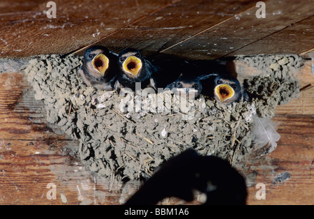 Barn Swallow Hirundo rustica adulto alimentazione dei giovani nel nido nel fienile Oberaegeri Svizzera luglio 1997 Foto Stock