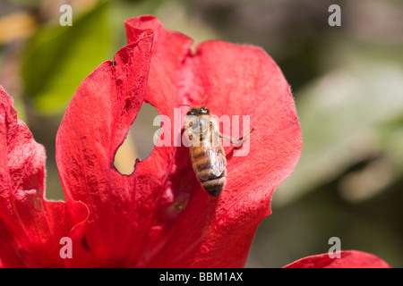 rosso e ape Foto Stock