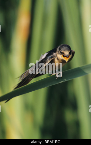 Barn Swallow Hirundo rustica giovani sul lago tifa Corpus Christi Texas USA Maggio 2003 Foto Stock