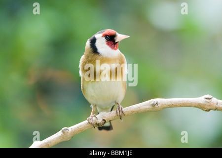 Cardellino europeo carduelis Carduelis sul pesce persico Foto Stock