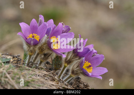 "Pasque Flower (Pusatilla vulgaris) Foto Stock