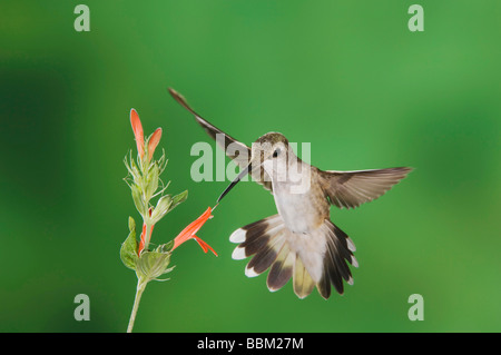 Black chinned Hummingbird Archilochus alexandri alimentazione femmina sul fiore di salvia Tucson in Arizona USA Settembre 2006 Foto Stock