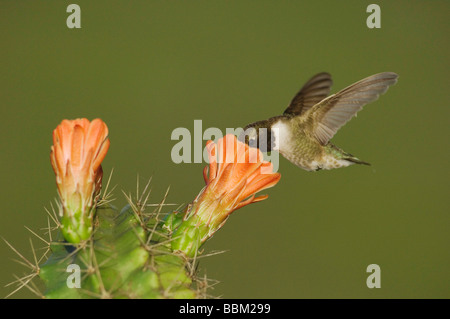 Black chinned Hummingbird Archilochus alexandri maschio in volo su alimentazione Claret Cup Cactus Echinocereus triglochidiatus Texas Foto Stock