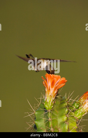 Black chinned Hummingbird Archilochus alexandri maschio in volo su alimentazione Claret Cup Cactus Echinocereus triglochidiatus Texas Foto Stock