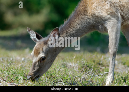 Sika cervo (Cervus nippon) Foto Stock