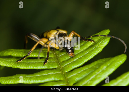 Giallo e Nero Longhorn Beetle (Rutpela maculata) Foto Stock