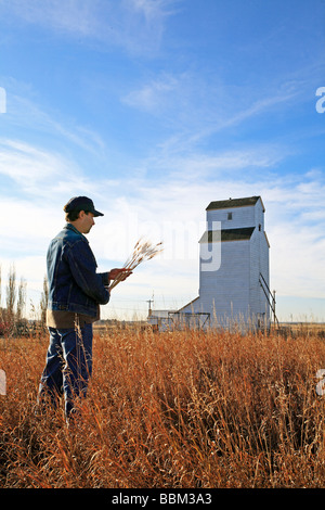 Agricoltore in piedi in campo azienda gli steli di grano con elevatore granella Foto Stock