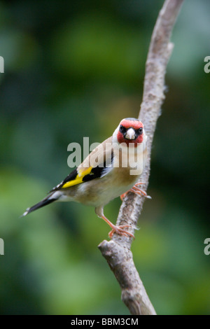 Cardellino europeo carduelis Carduelis seduti sul pesce persico Foto Stock