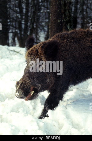 Mammiferi;Cinghiale;'Snoi scrofa' maschio adulto nella neve profonda in corrispondenza del bordo della foresta; Foto Stock