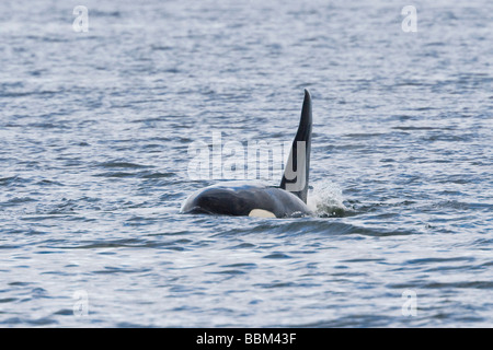 Orca, Killer Whale (Orcinus orca), il maschio, la pinna dorsale, Alaska, STATI UNITI D'AMERICA Foto Stock