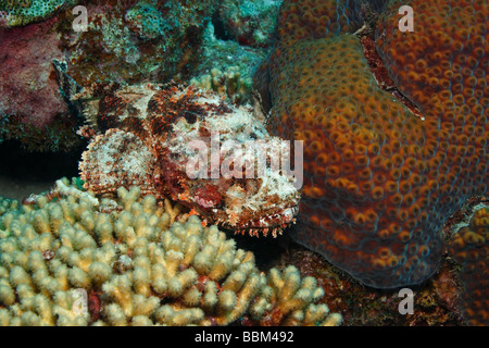 Avvistato Scorfani Scorpaena plumieri appoggiato su di una scogliera di corallo Foto Stock