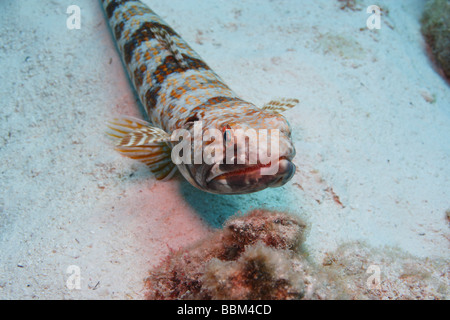 Sabbia Diver Synodus intermedius posa su un fondo sabbioso Foto Stock