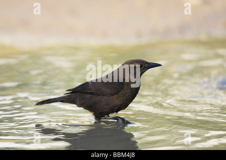 Carib Grackle Quiscalus lugubris lugubris balneazione femmina Foto Stock