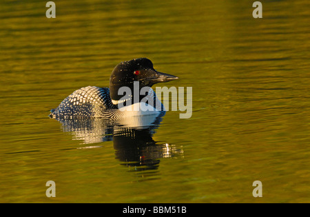 Un comune loon nuoto Foto Stock