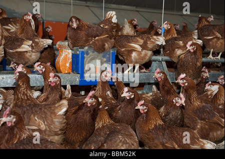 Scelta libera delle uova di galline ovaiole pollame all'interno complesso di alloggiamento Foto Stock