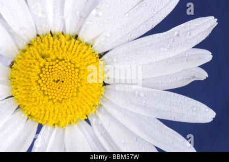 In prossimità di un grande Daisy bianca contro uno sfondo blu coperto con gocce di acqua Foto Stock