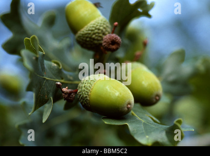 Pedunculate o inglese di Ghiande di quercia, Quercus robur, Fagaceae Foto Stock