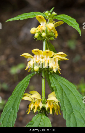 Arcangelo giallo (Laminum galeobdolon), Schwaz, in Tirolo, Austria, Europa Foto Stock